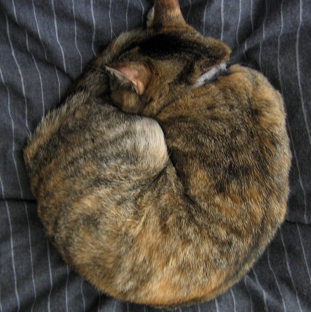 Kitten in ball